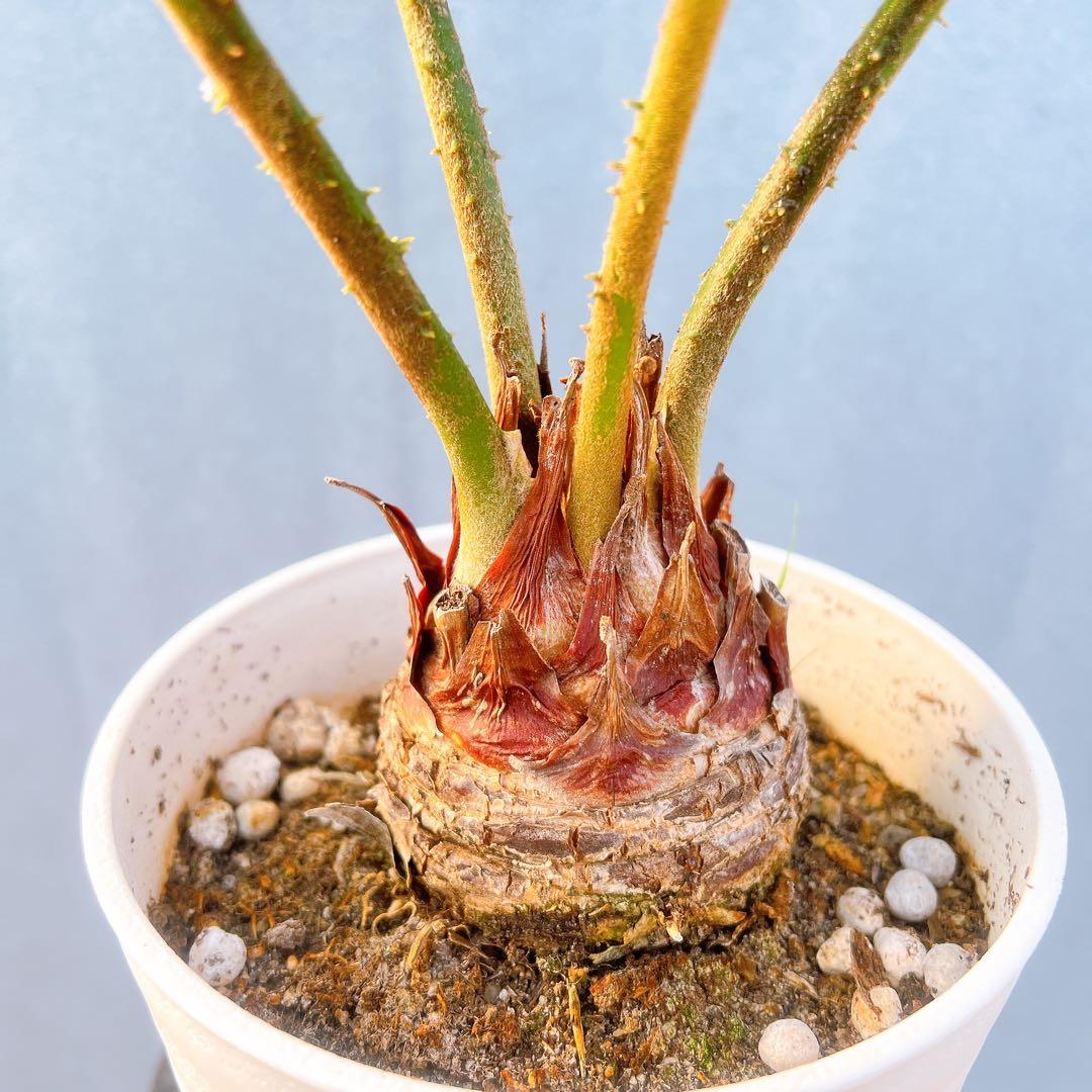 現品　ソテツ　蘇轍　ザミア　ドライガーデン　1番　地植え　インテリアグリーン