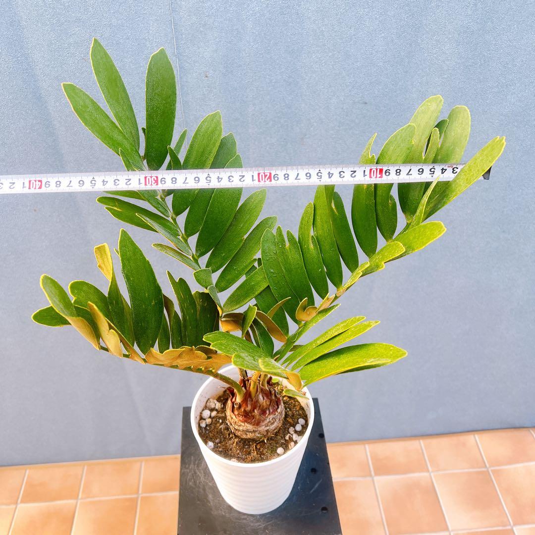 現品　ソテツ　蘇轍　ザミア　ドライガーデン　1番　地植え　インテリアグリーン