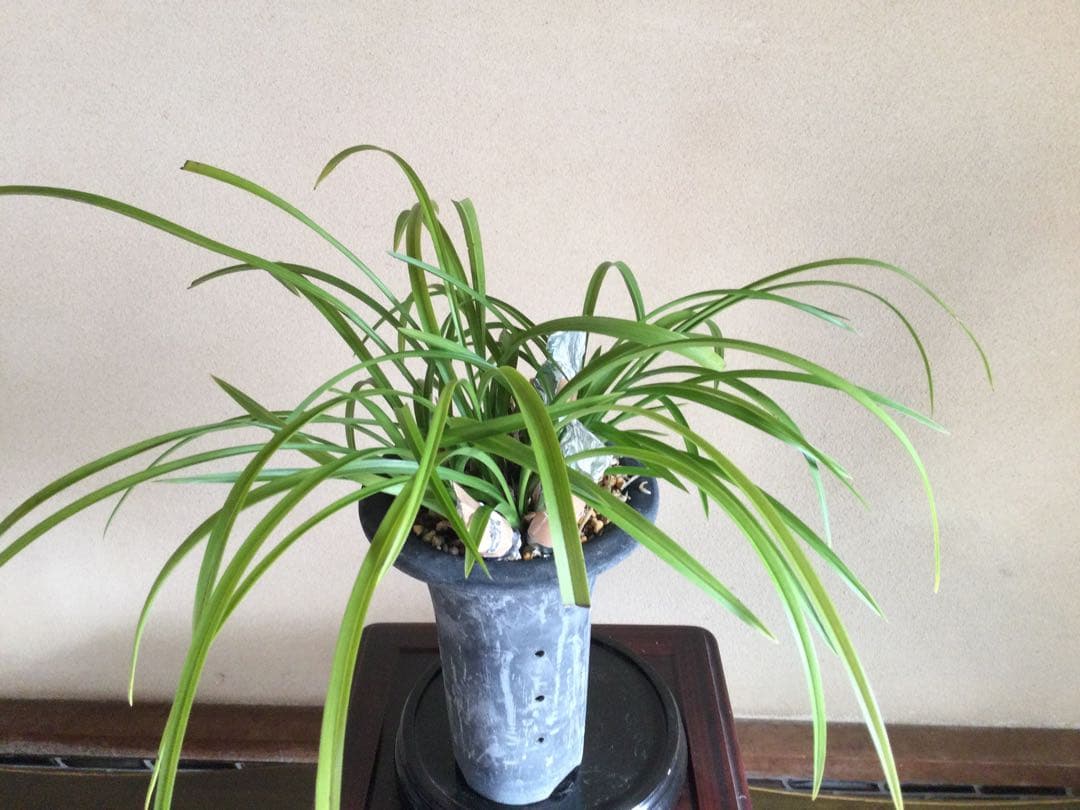 【日本春蘭】黄の司(黄花)