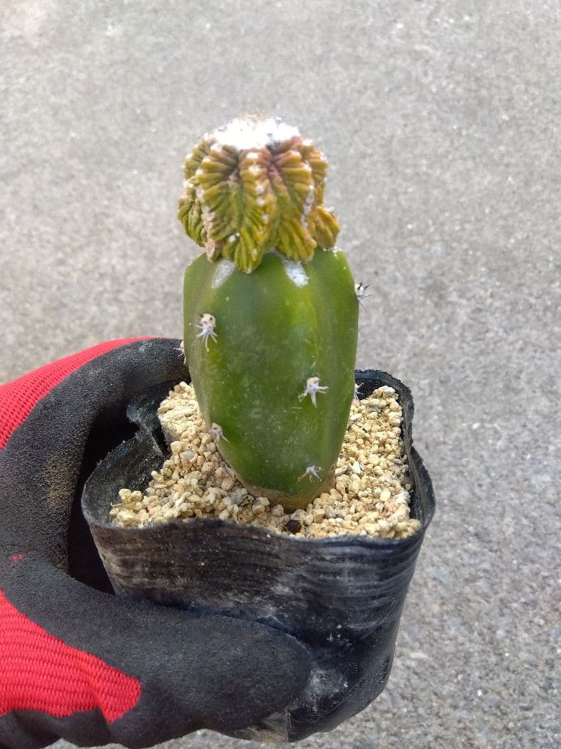 アズテキウム　花籠　2.5号ポットつき　接木　②