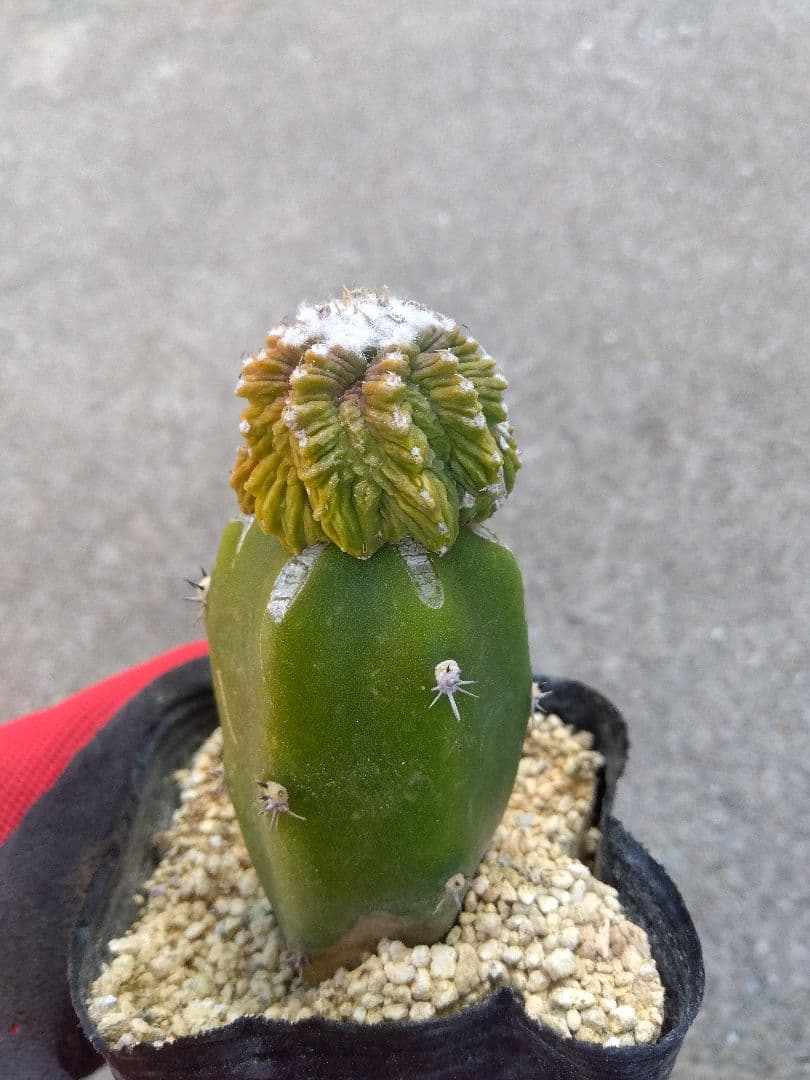 アズテキウム　花籠　2.5号ポットつき　接木　②