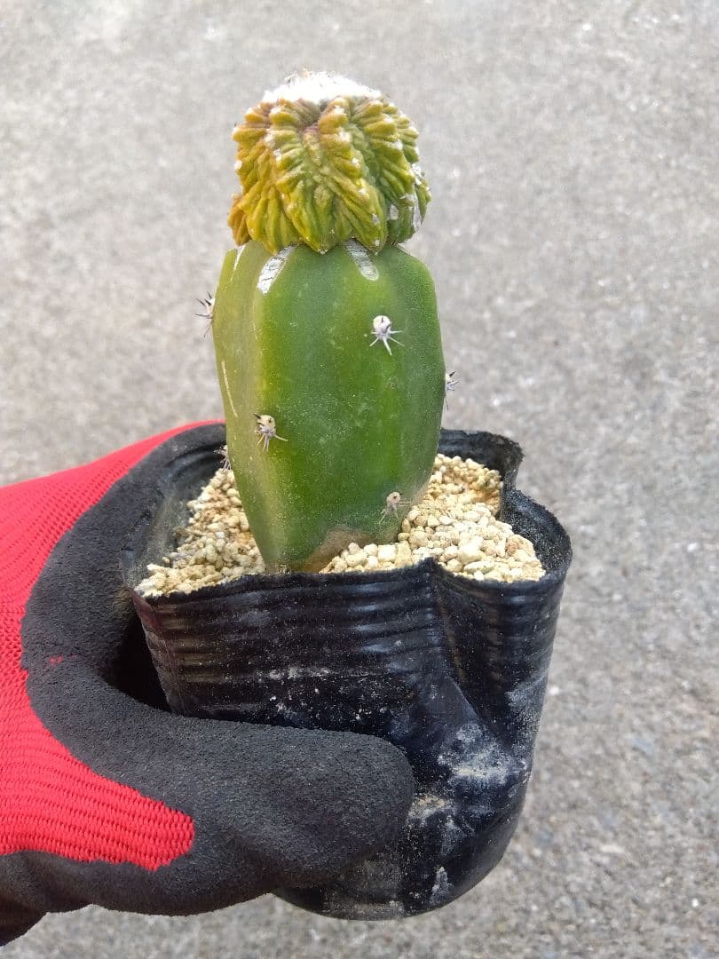 アズテキウム　花籠　2.5号ポットつき　接木　②