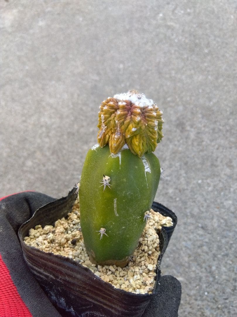 アズテキウム　花籠　2.5号ポットつき　接木　②