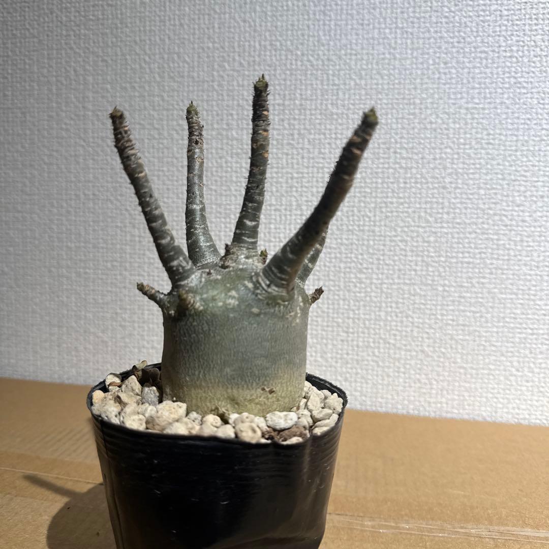 【良形】アデニウム　アラビカム　鉢ごと発送