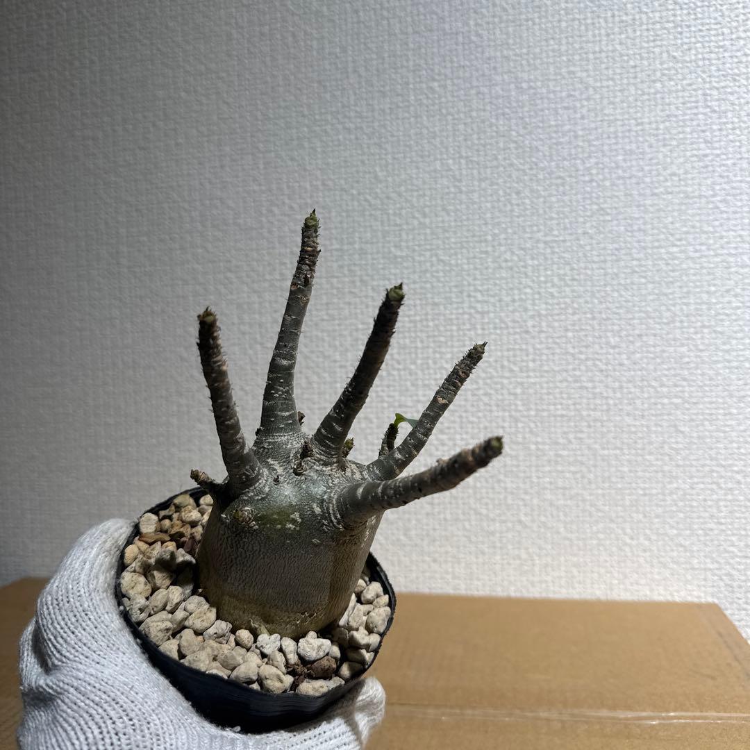 【良形】アデニウム　アラビカム　鉢ごと発送