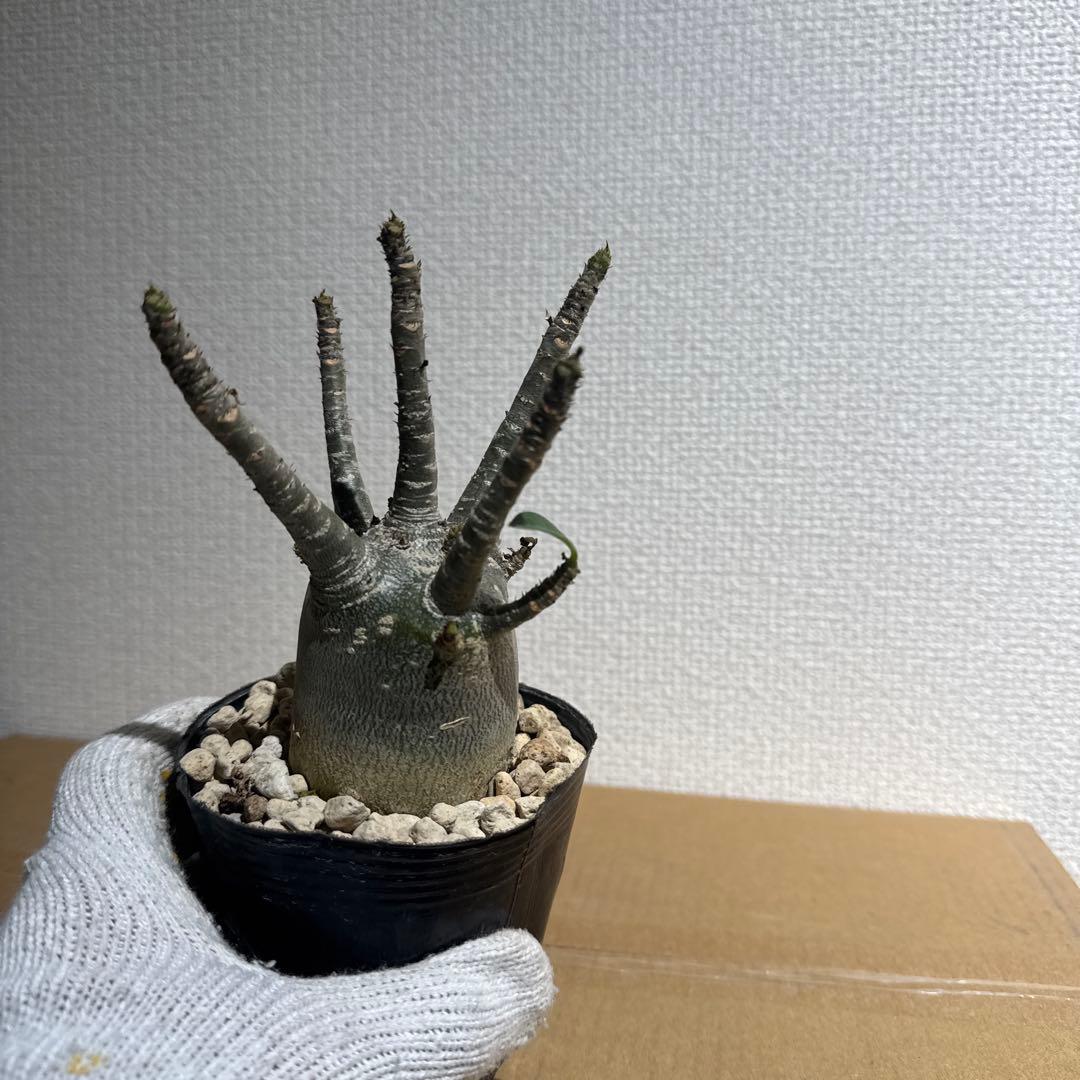 【良形】アデニウム　アラビカム　鉢ごと発送