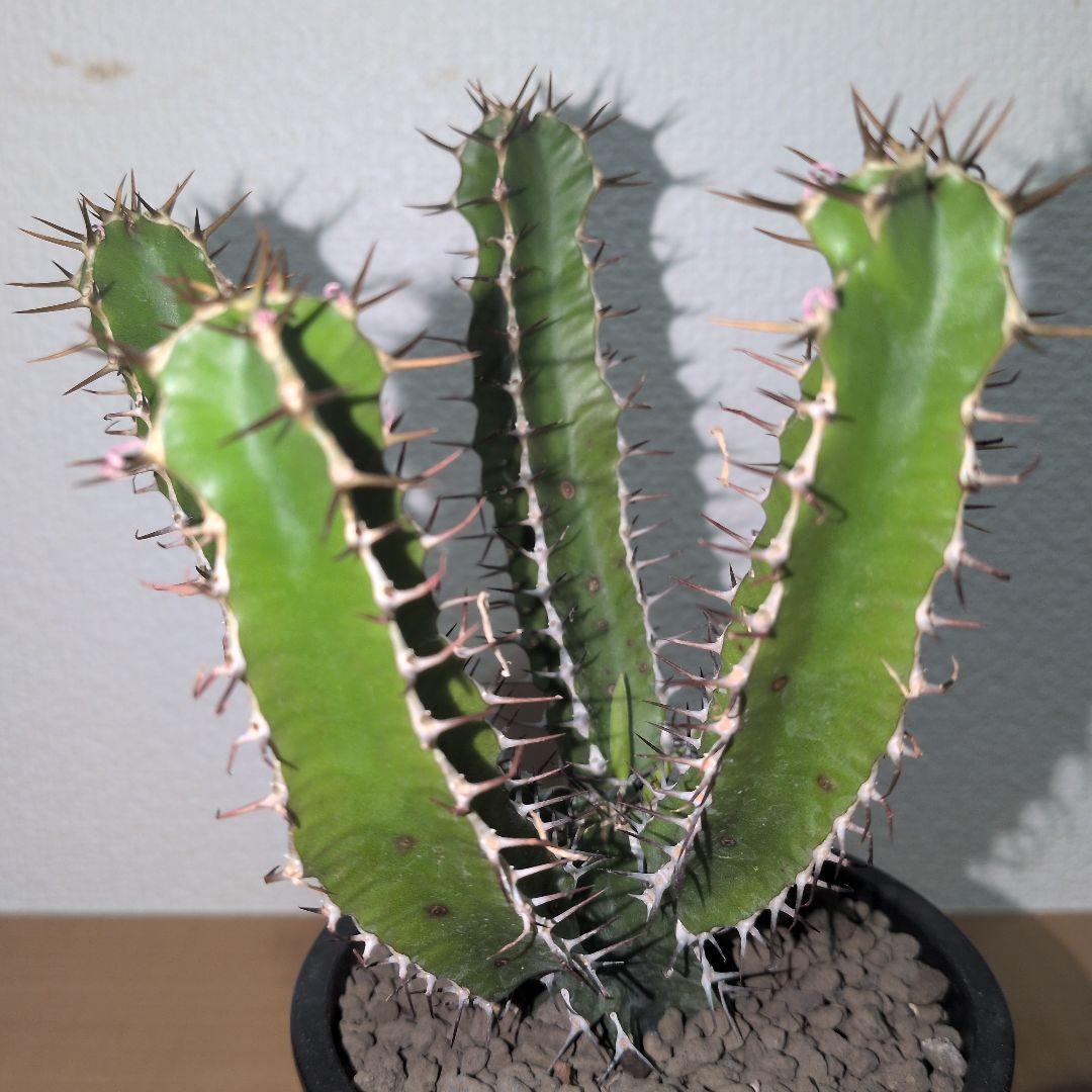 まる　ユーフォルビア　ムランジーナ　実生 （鉢付き)