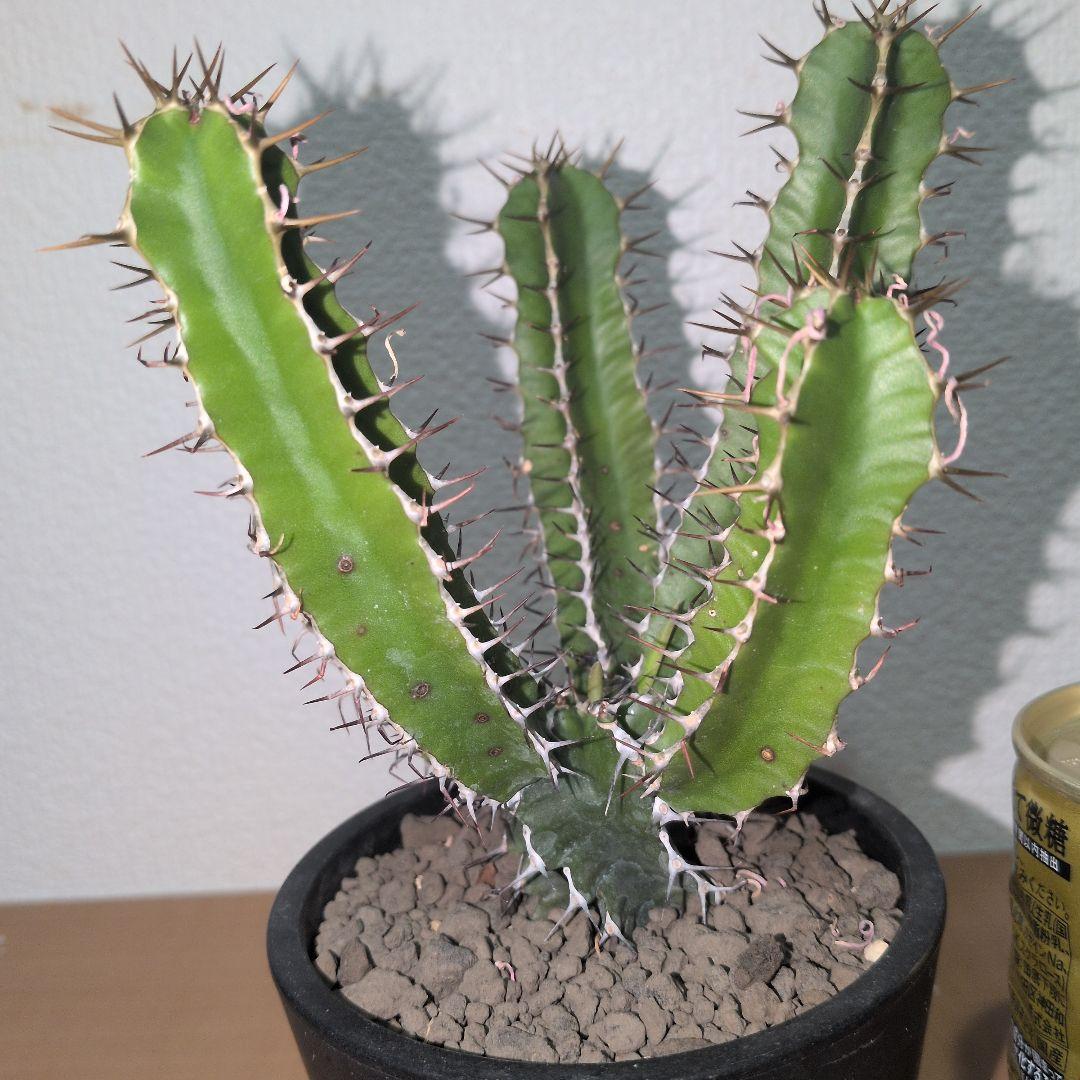 まる　ユーフォルビア　ムランジーナ　実生 （鉢付き)