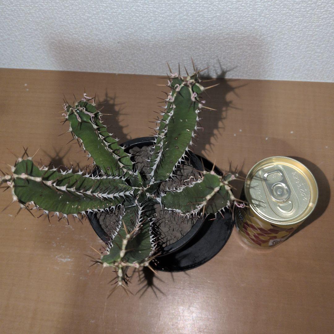 まる　ユーフォルビア　ムランジーナ　実生 （鉢付き)