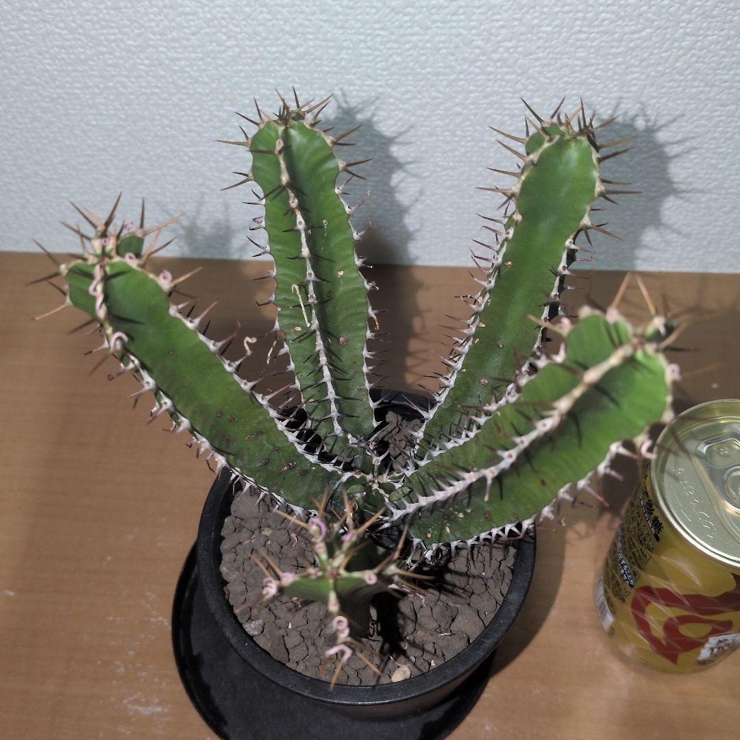 まる　ユーフォルビア　ムランジーナ　実生 （鉢付き)