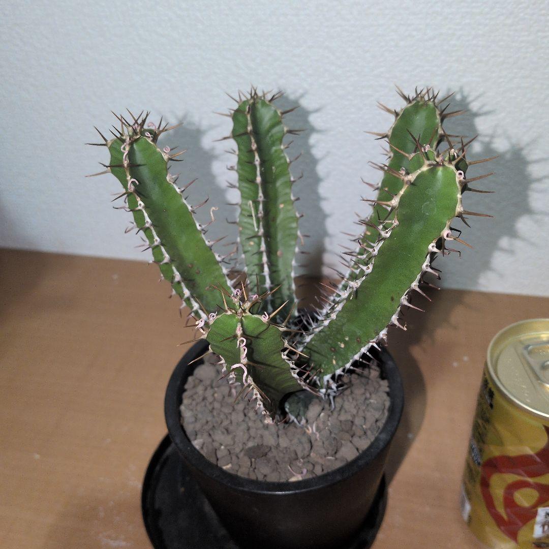 まる　ユーフォルビア　ムランジーナ　実生 （鉢付き)