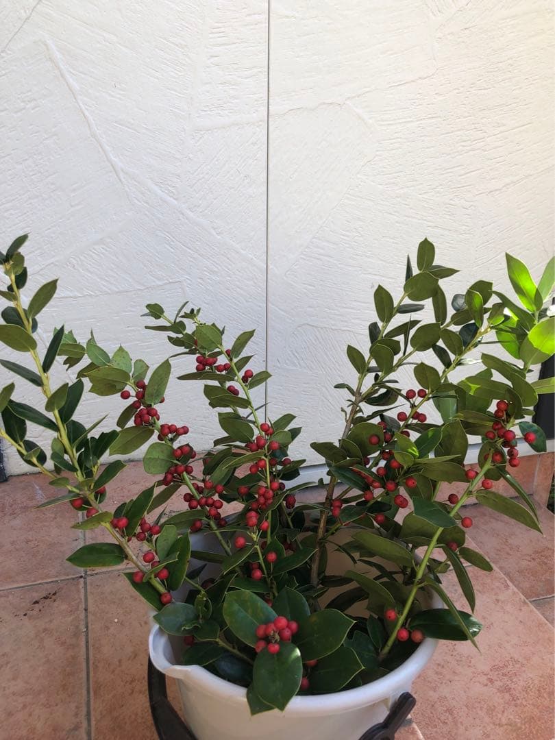 ヒイラギ　（西洋ヒイラギ）