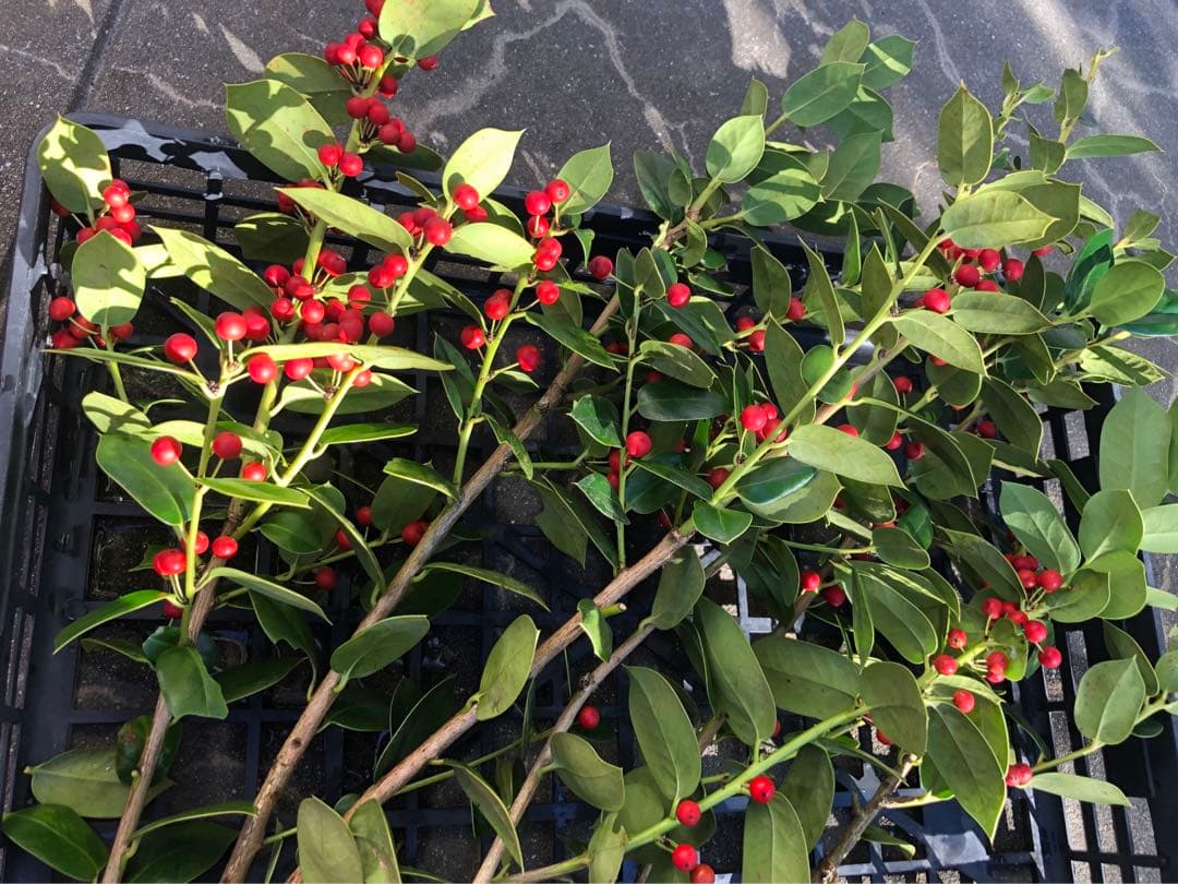 ヒイラギ　（西洋ヒイラギ）