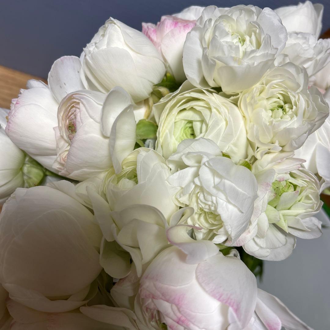 ラナンキュラス Ｓ20本Ｍ80本