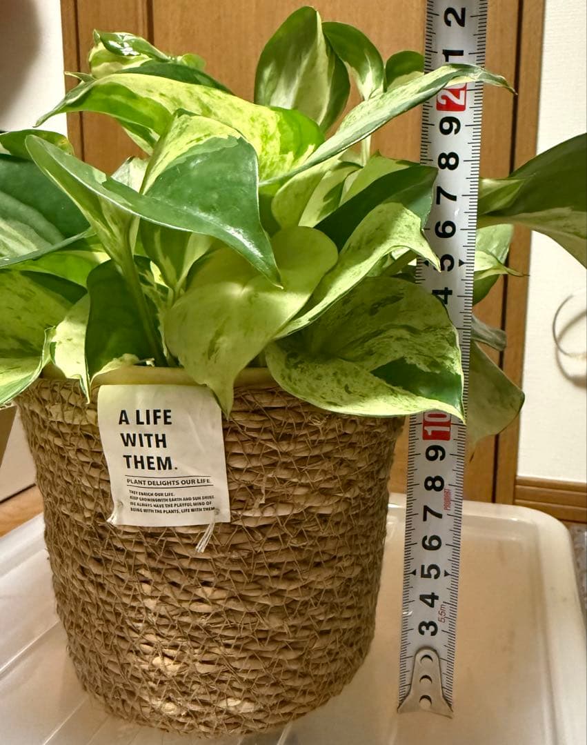 ポトス ステータス 4号鉢ごと発送【12月〜3月末まで配送停止】