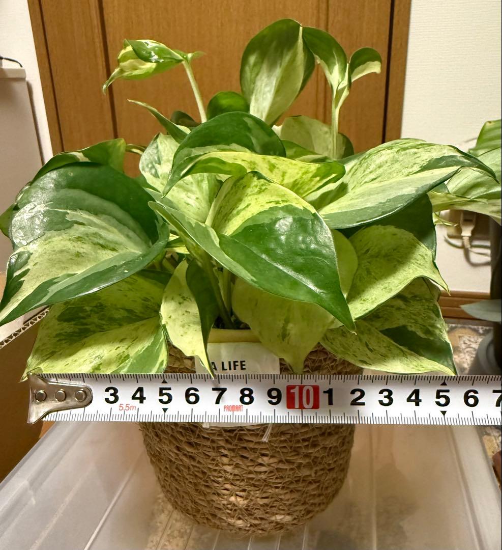 ポトス ステータス 4号鉢ごと発送【12月〜3月末まで配送停止】