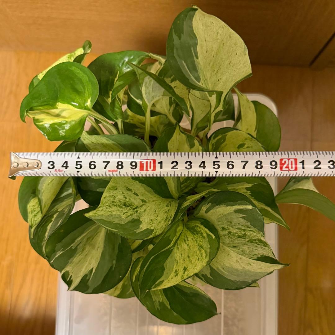 ポトス ステータス 4号鉢ごと発送【12月〜3月末まで配送停止】