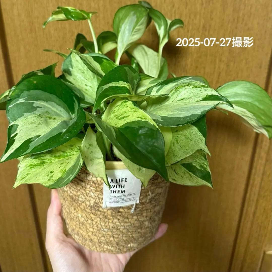 ポトス ステータス 4号鉢ごと発送【12月〜3月末まで配送停止】