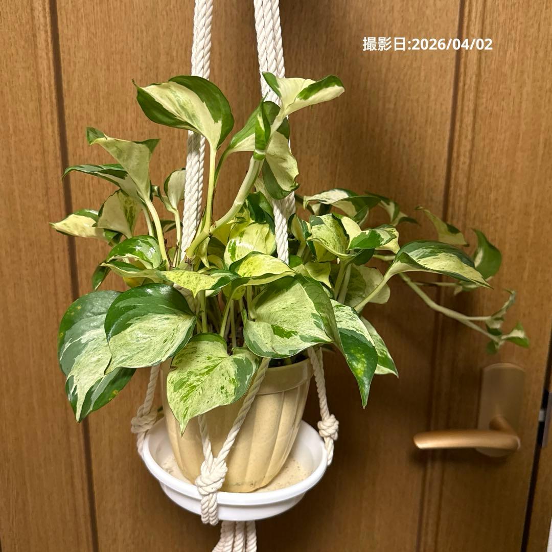 ポトス ステータス 4号鉢ごと発送【12月〜3月末まで配送停止】