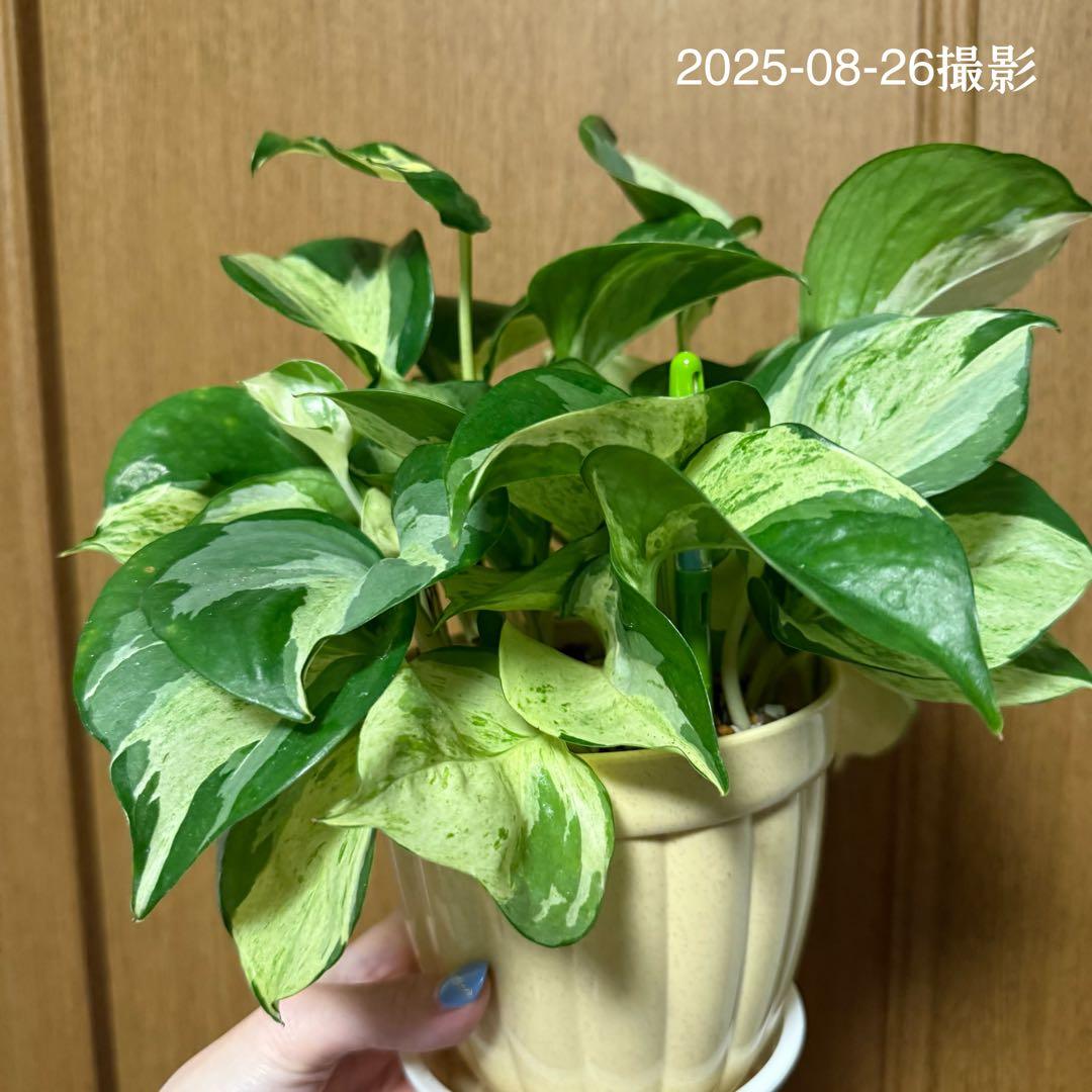 ポトス ステータス 4号鉢ごと発送【12月〜3月末まで配送停止】