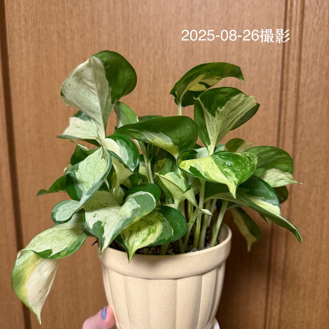 ポトス ステータス 4号鉢ごと発送【12月〜3月末まで配送停止】