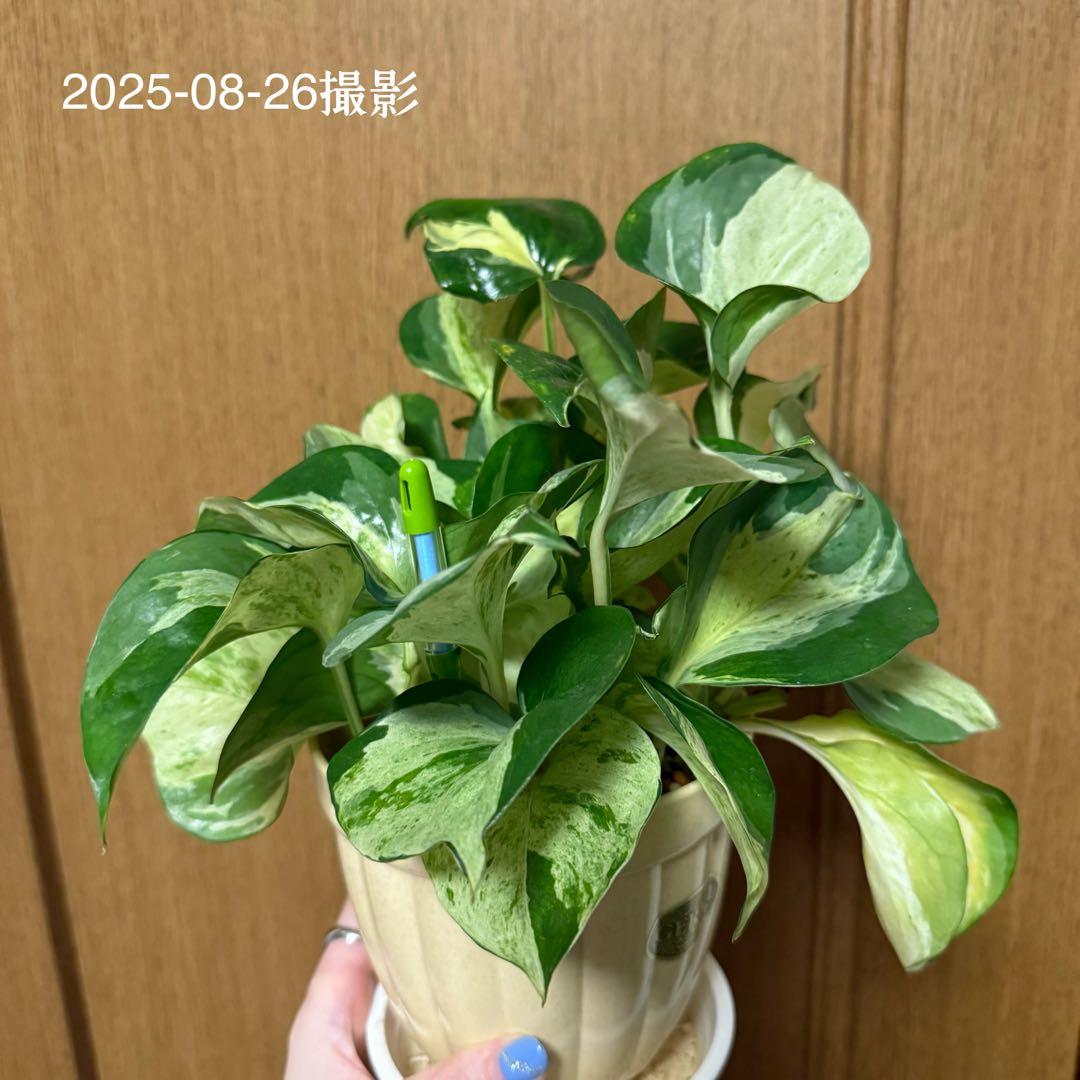 ポトス ステータス 4号鉢ごと発送【12月〜3月末まで配送停止】