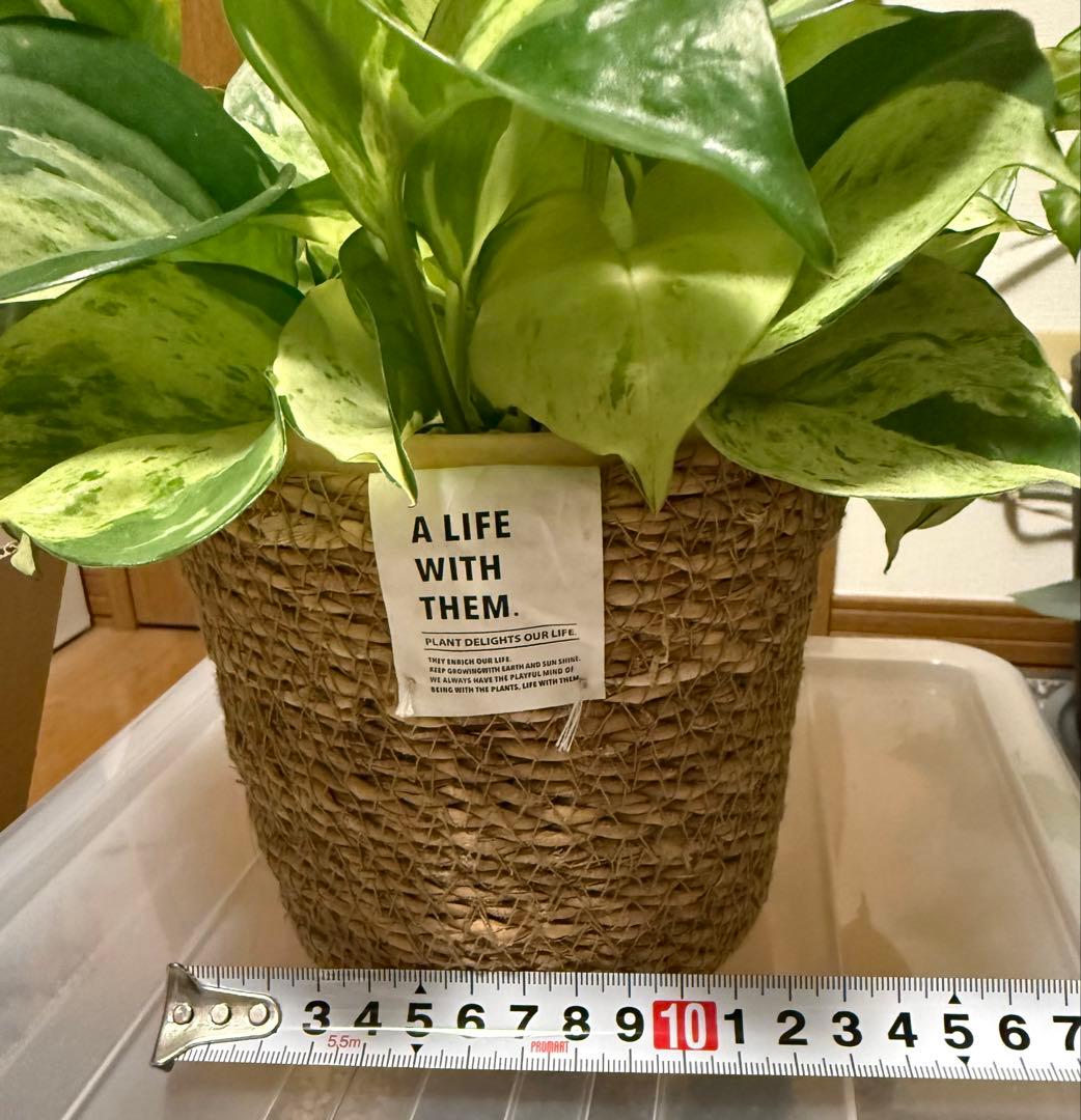 ポトス ステータス 4号鉢ごと発送【12月〜3月末まで配送停止】