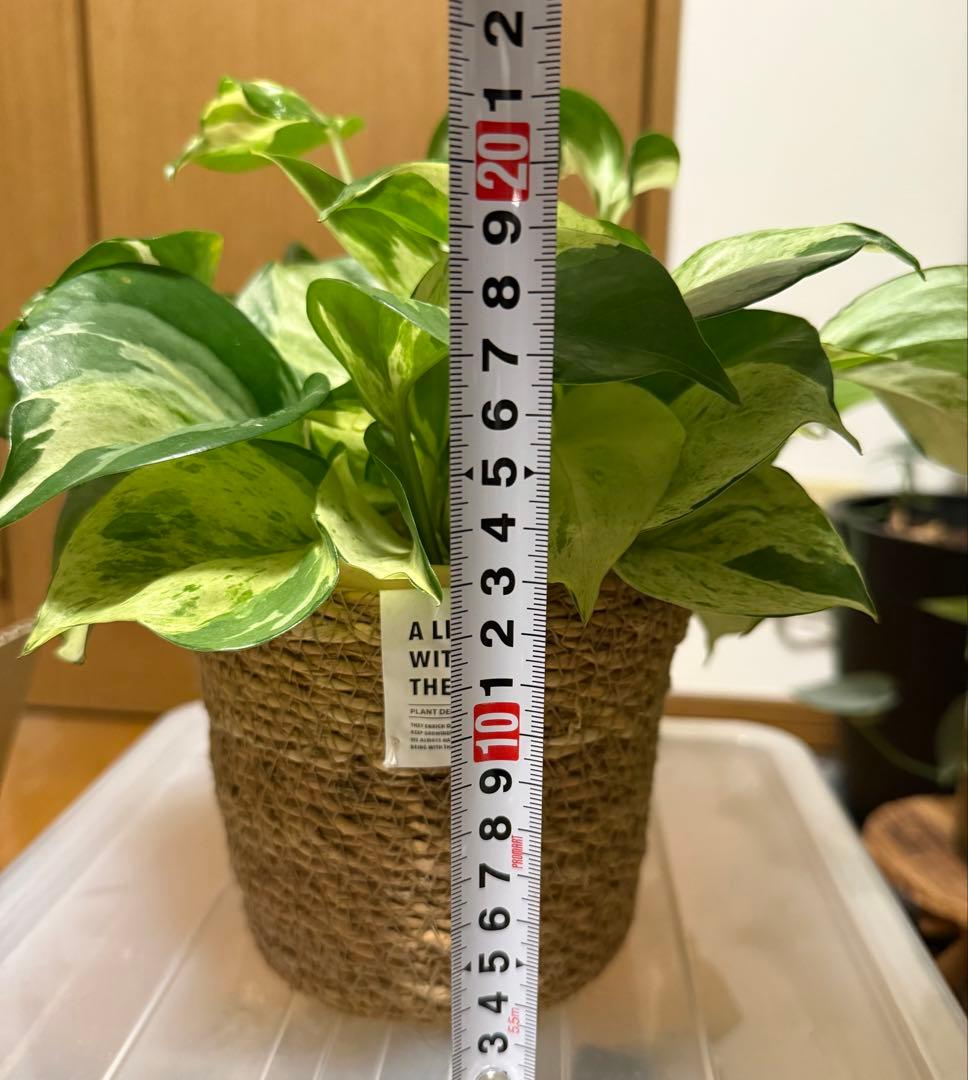 ポトス ステータス 4号鉢ごと発送【12月〜3月末まで配送停止】