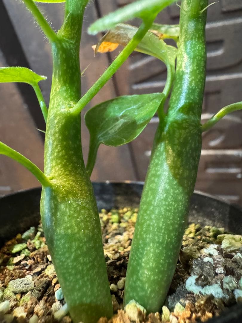 アデニア・ケラマンサス（Adenia keramanthus）2株 6.3.20