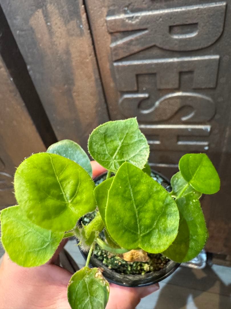 アデニア・ケラマンサス（Adenia keramanthus）2株 6.3.20