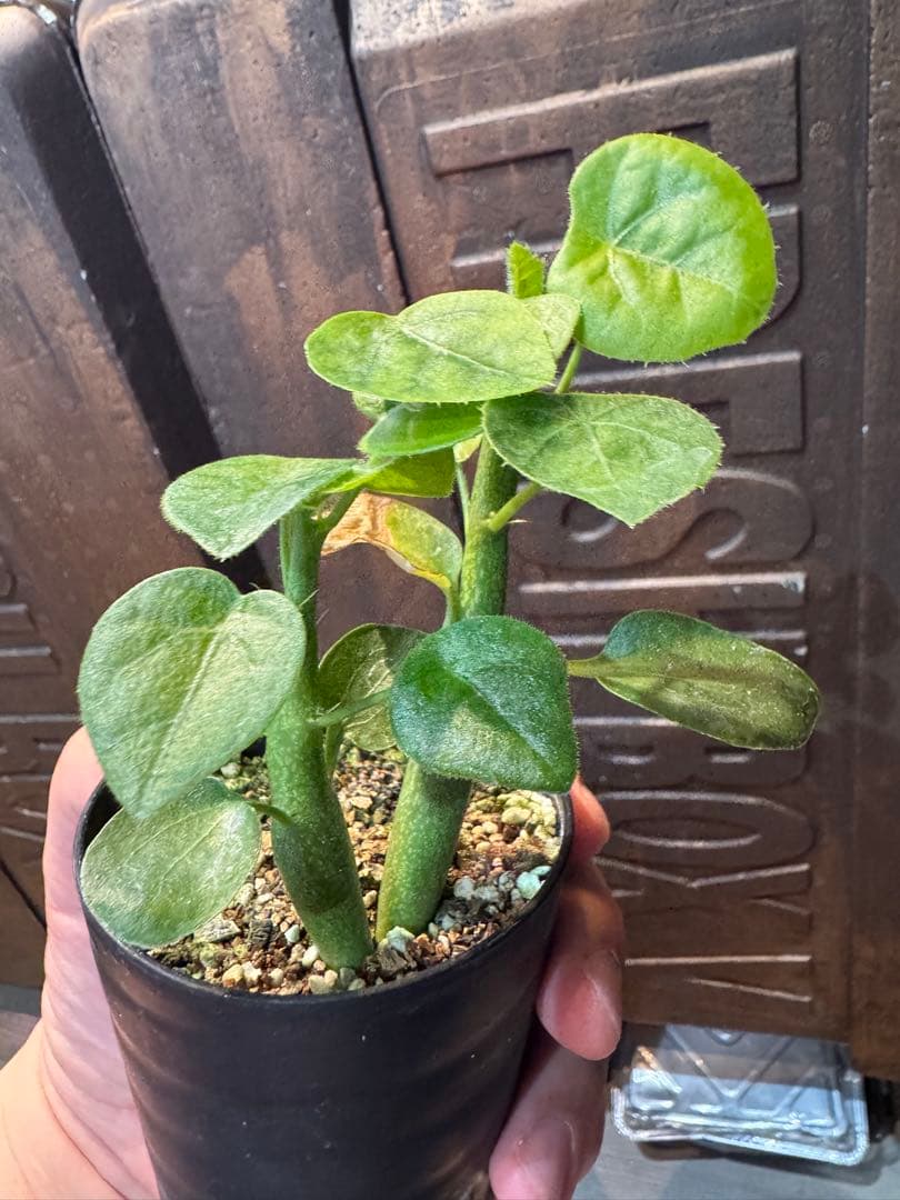 アデニア・ケラマンサス（Adenia keramanthus）2株 6.3.20