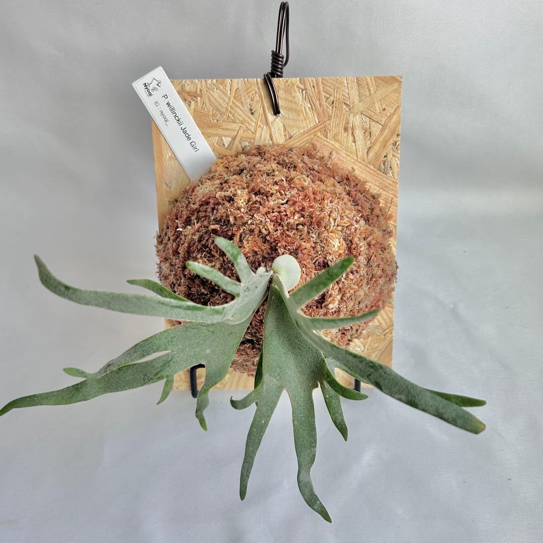 P. Willinckii Jade Girl(TC)【V03】