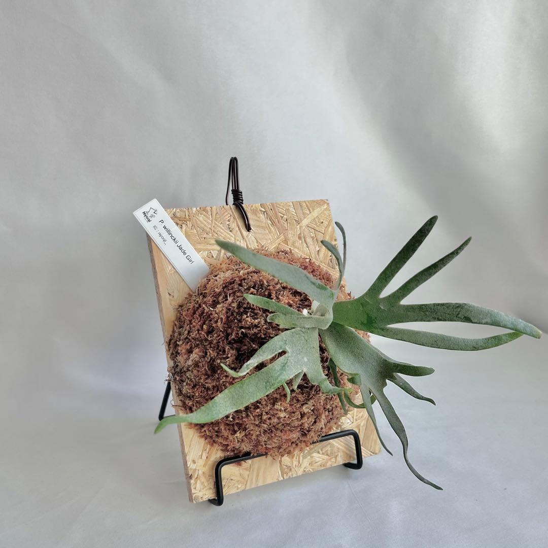 P. Willinckii Jade Girl(TC)【V03】