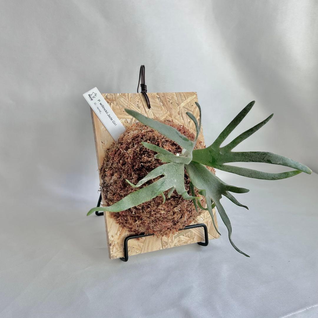 P. Willinckii Jade Girl(TC)【V03】