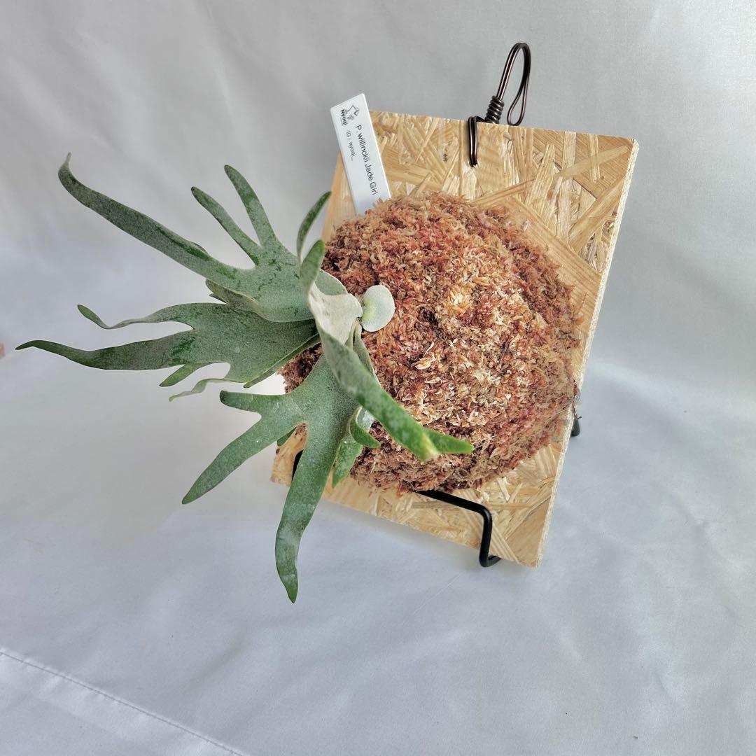 P. Willinckii Jade Girl(TC)【V03】