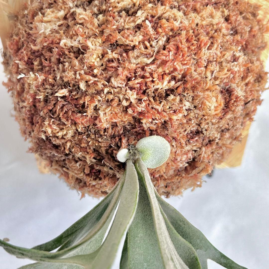 P. Willinckii Jade Girl(TC)【V03】