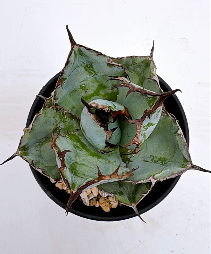 アガベ　チタノタ　ブラック&ブルーA