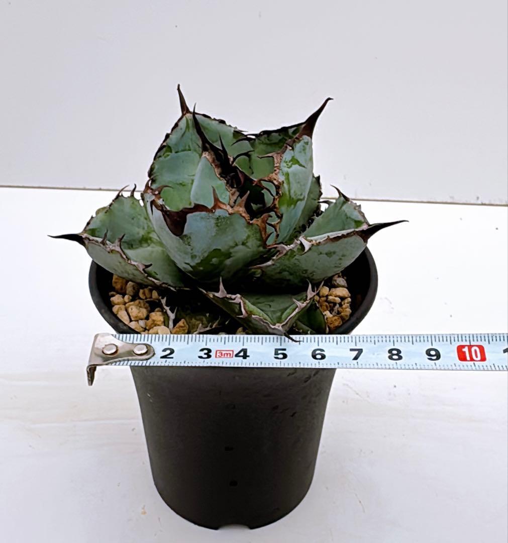 アガベ　チタノタ　ブラック&ブルーA