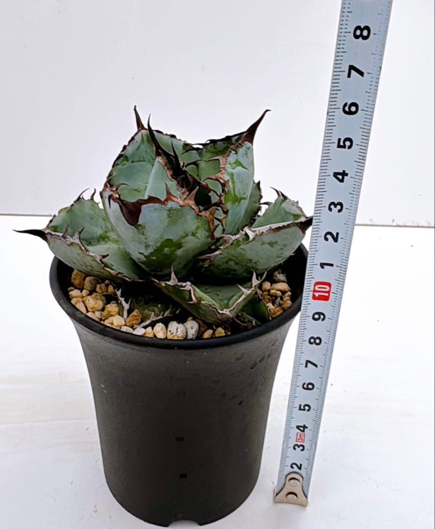 アガベ　チタノタ　ブラック&ブルーA