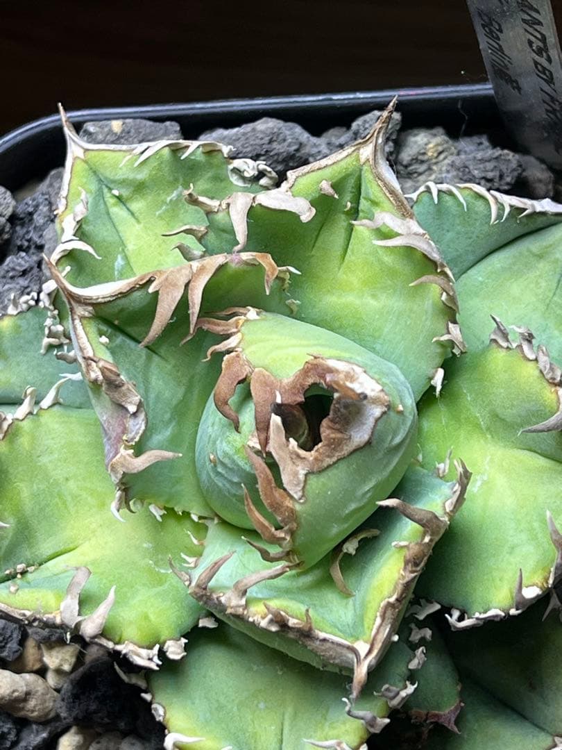 アガベ　チタノタ　Berlin産　毒蛇