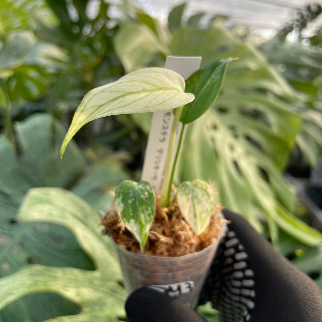 DM3モンステラ　デリシオーサ　ミント斑入り　2寸ポリポット　ネコポス発送