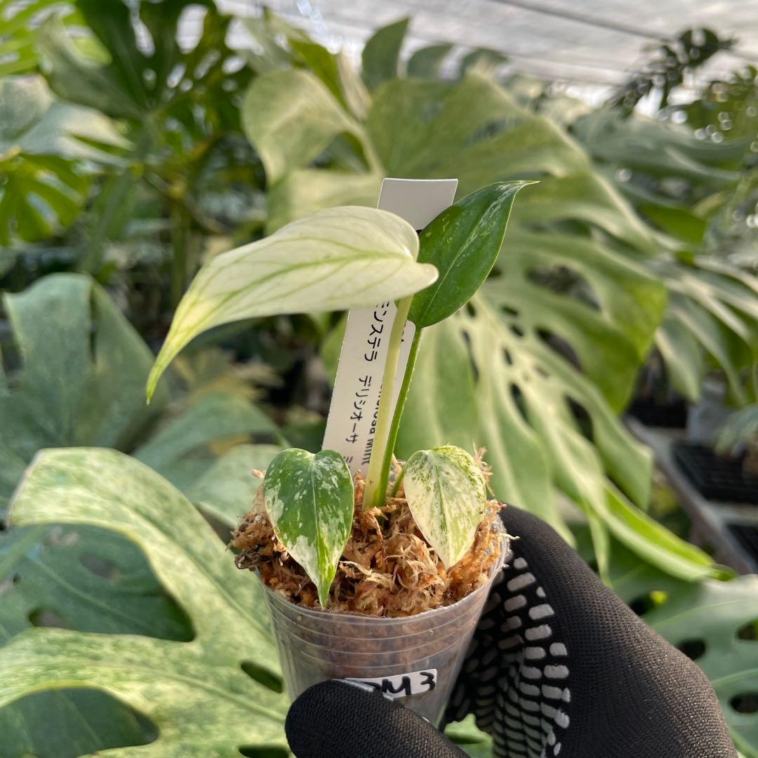 DM3モンステラ　デリシオーサ　ミント斑入り　2寸ポリポット　ネコポス発送