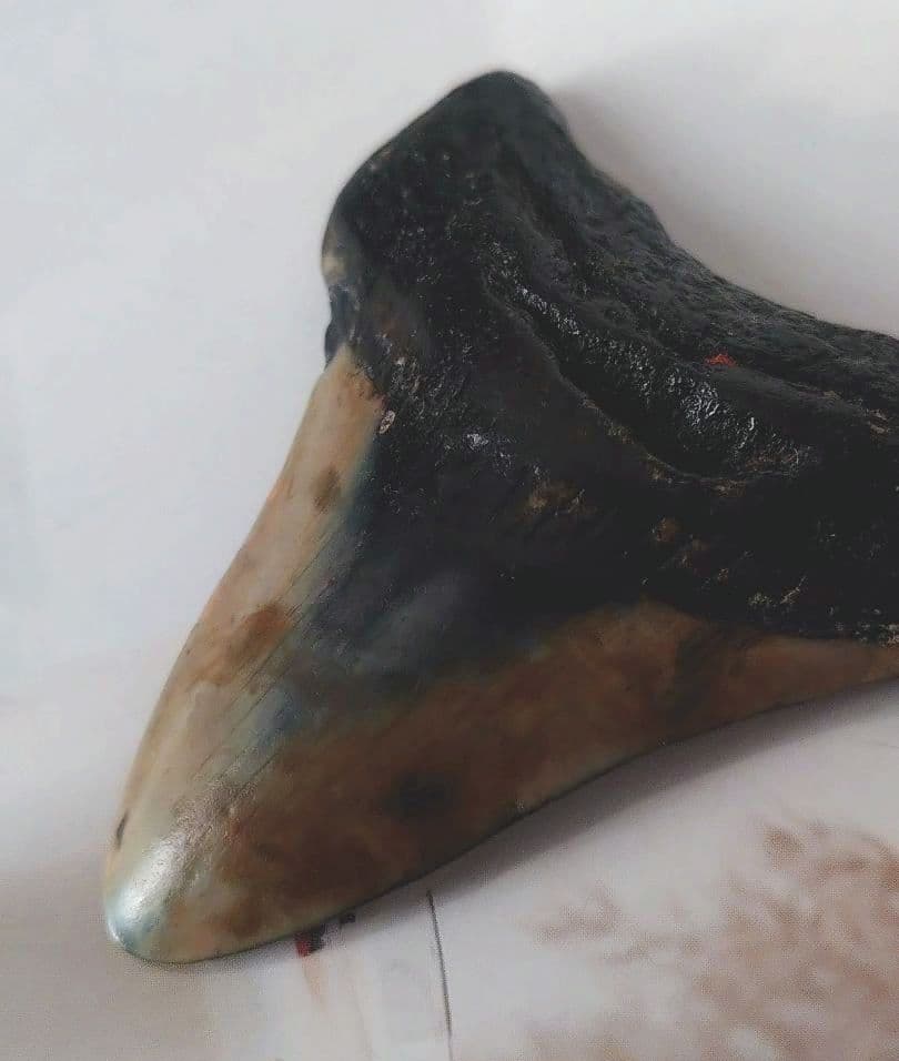 メガロドンの歯の化石A アメリカノースキャロライナの海