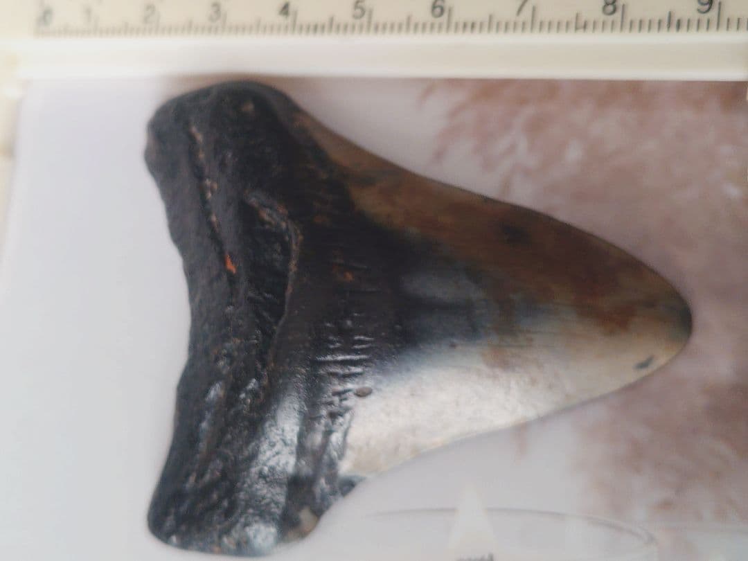 メガロドンの歯の化石A アメリカノースキャロライナの海