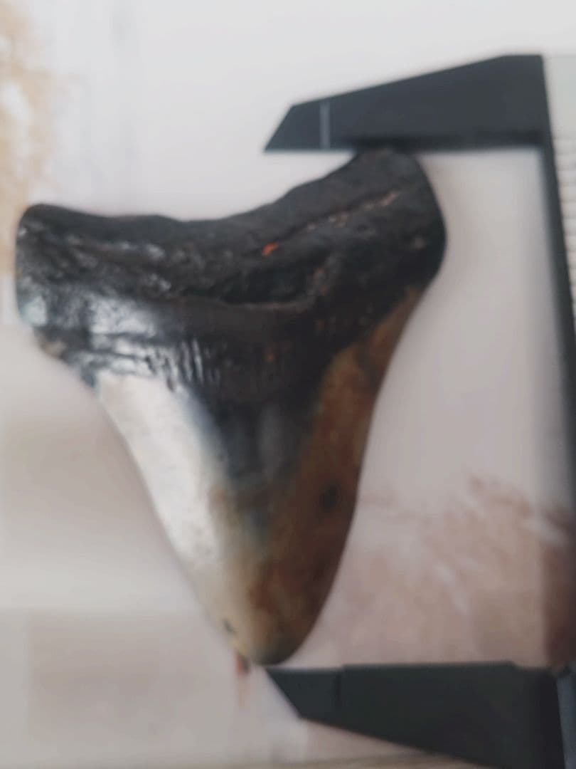 メガロドンの歯の化石A アメリカノースキャロライナの海