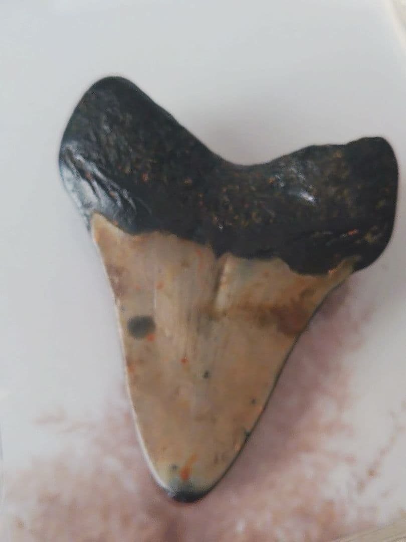 メガロドンの歯の化石A アメリカノースキャロライナの海
