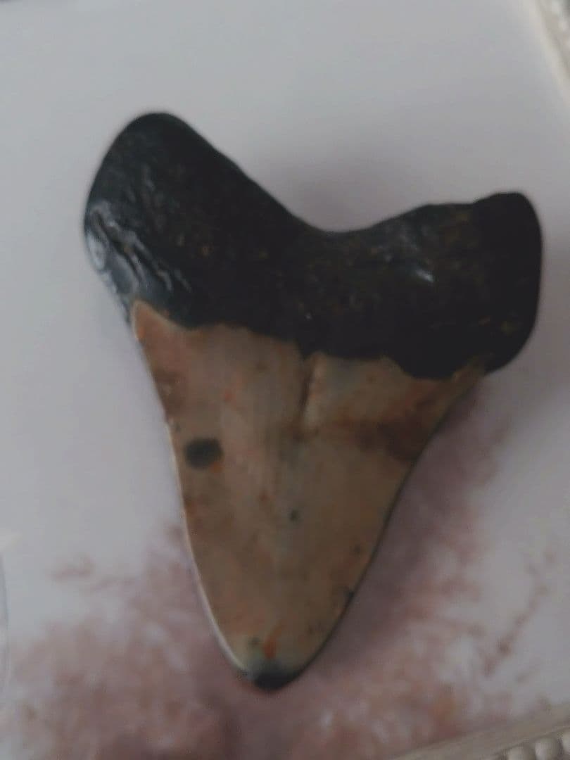 メガロドンの歯の化石A アメリカノースキャロライナの海