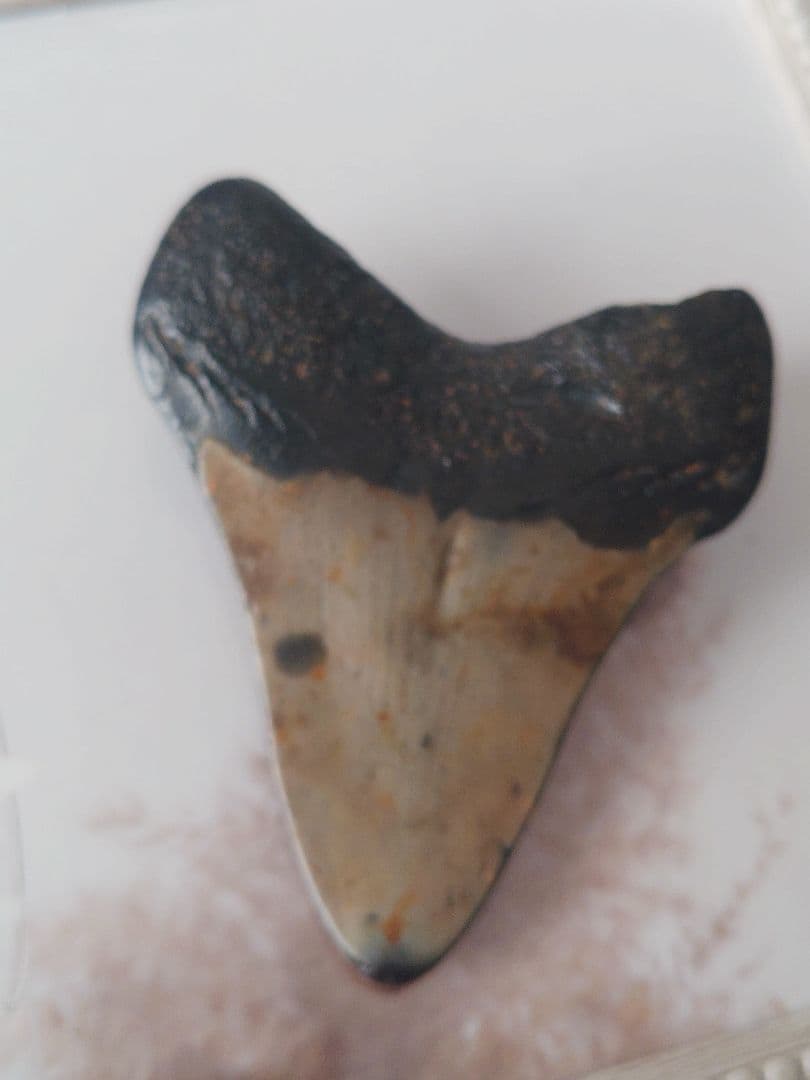 メガロドンの歯の化石A アメリカノースキャロライナの海