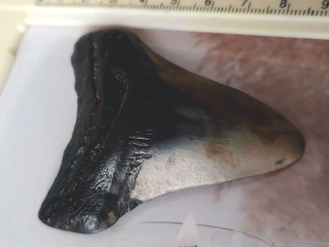 メガロドンの歯の化石A アメリカノースキャロライナの海