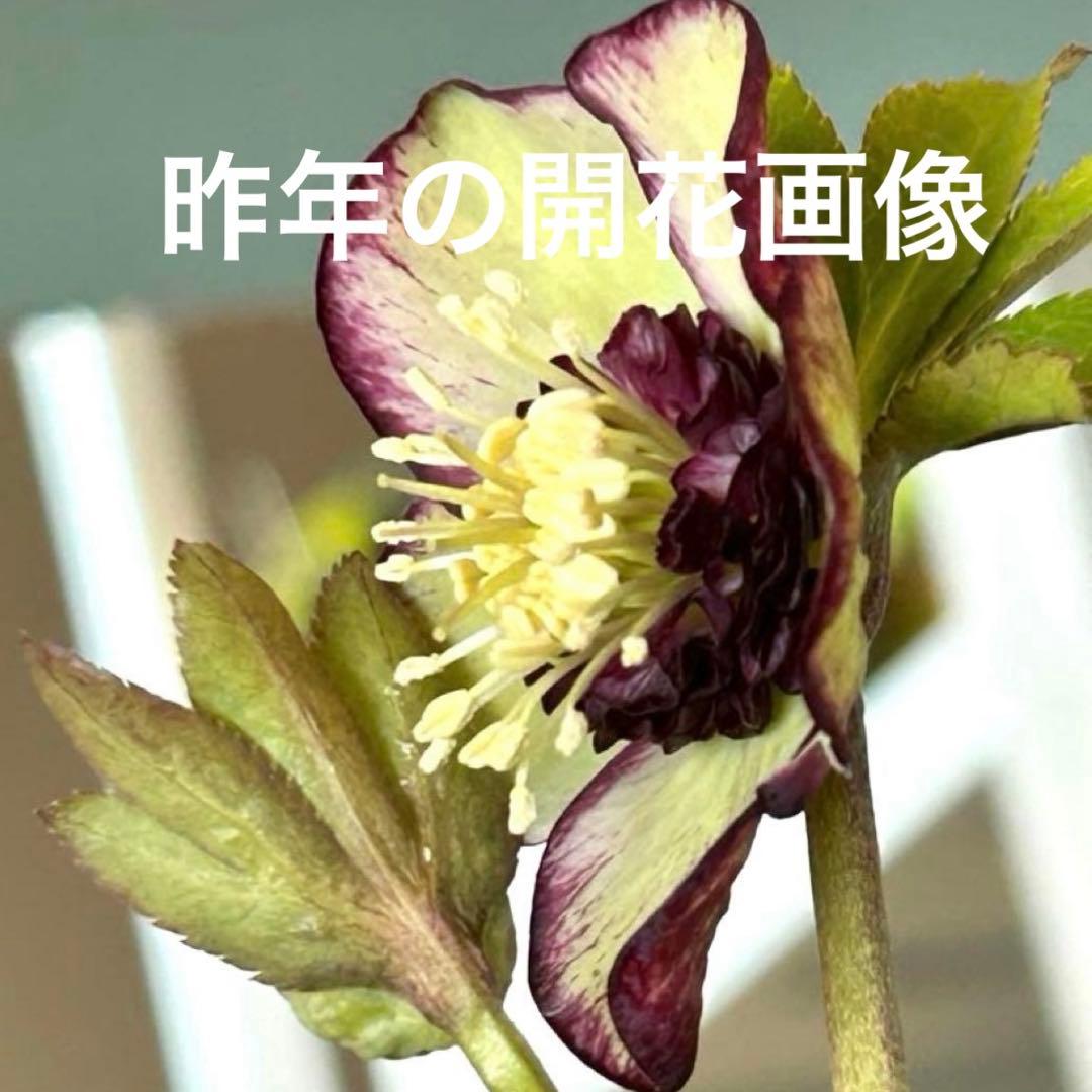 【加藤農園】クリスマスローズ　小輪sd バイカラー《2/7》